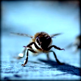 68 νέα προγράμματα στην μελισσοκομία