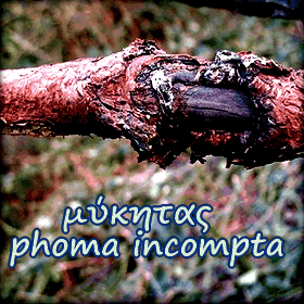 Ο μύκητας phoma incompta ξεραίνει ελιές στα Χανιά